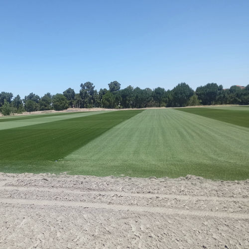Grama natural - NOVOGRASS H-22 (Hybrid) - Novogreen - em rolo / para campo de futebol / drenante