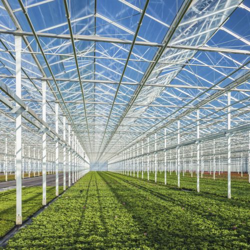 Painel de vidro de controle solar - HORTIGROW&trade; 94 - PILKINGTON - acústico / laminado / temperado