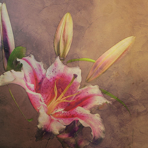 Papel de parede contemporâneo - AMARYLLIS - Tonin Casa - floral / marrom / para sala de estar