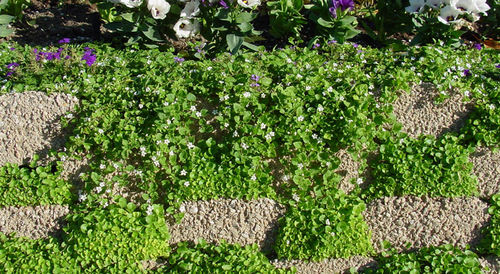 Muro de contenção em concreto - PLANTER/GARDEN BEDS - Soil Retention