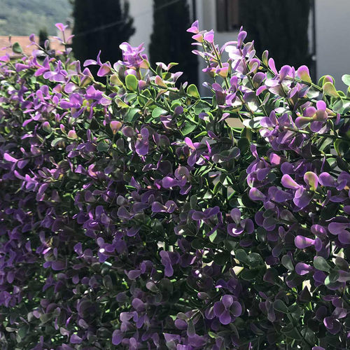 Cerca de ocultação em painéis - DIVY BUXUS LILAC - Tenax UK Ltd  - em polietileno / modular / 3D