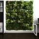 parede verde estabilizada / em painel modular / natural / de folhagem densa