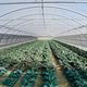 estufa da linha comercial / para jardinagem / modelo capela / com estrutura de alumínio