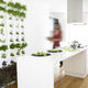 jardim vertical de plantas naturais / em painel modular / para ambiente interno / para ambiente externo
